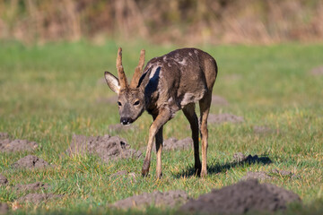 deer in the grass