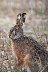 Brown hare in a field