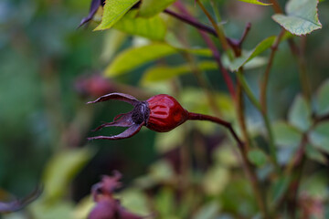 Last year's rose hips on the eyelids of a bush