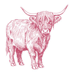Hand drawn standing Highland cow illustration in vintage sketch style, detailed farm animal artwork for rustic design themes

