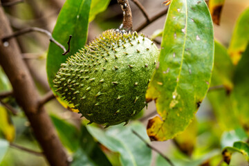 Annona muricata pertenece a la familia de Annonaceae.