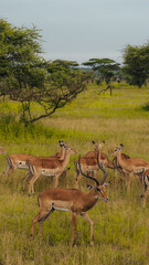 Impalas in Serengeti National Park in Tanzania