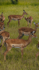 Impalas in Serengeti National Park in Tanzania