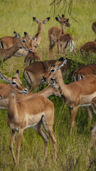Impalas in Serengeti National Park in Tanzania