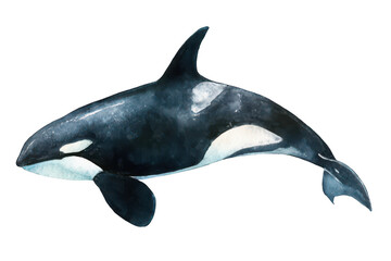 Obraz premium Watercolor orca, simple clipart on a white background, png, transparent