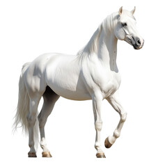 Obraz premium Side view of a white horse, standing calmly, cut out, isolated on a transparent background, no shadow