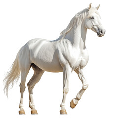 Obraz premium Side view of a white horse, standing calmly, cut out, isolated on a transparent background, no shadow