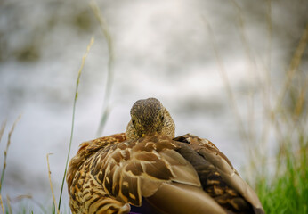 Female Mallard duck nestling by pond, blending into its beautiful natural setting.