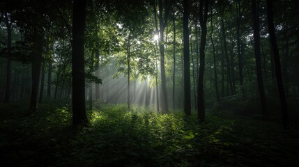 Obraz premium A forest with tall trees and a path through the undergrowth.