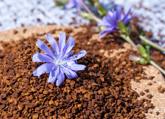 Ground chicory root and chicory flowers on a rustic wooden background. Alternative medicine....