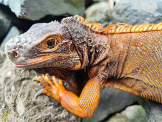 An orange iguana, sitting on a rock, with a natural blurred background. Iguanas are herbivorous animals.