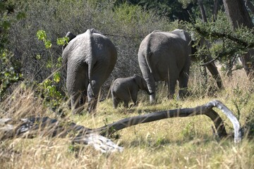 Elephant in wild savanna , Animal of africa