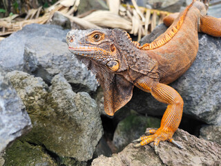 An orange iguana, sitting on a rock, with a natural blurred background. Iguanas are herbivorous animals.