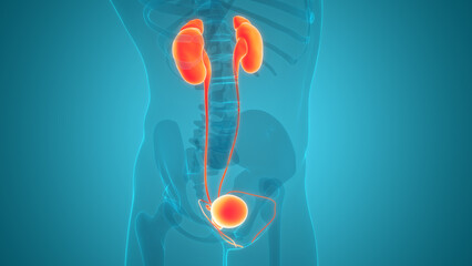 Human Urinary System Kidneys with Bladder Anatomy