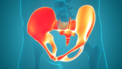Human Skeleton System Pelvic Girdle Bone Joints Anatomy