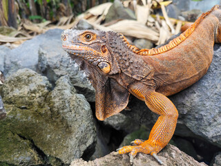An orange iguana, sitting on a rock, with a natural blurred background. Iguanas are herbivorous animals.
