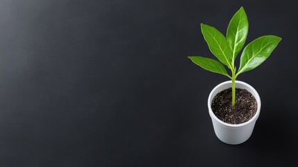 Small plant in white pot on dark surface (1)