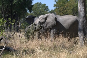Elephant in wild savanna , Animal of africa