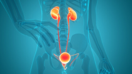 Human Urinary System Kidneys with Bladder Anatomy