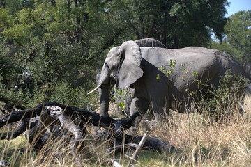 Elephant in wild savanna , Animal of africa