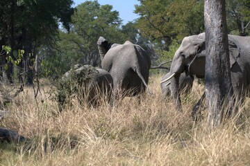 Elephant in wild savanna , Animal of africa