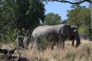 Elephant in wild savanna , Animal of africa