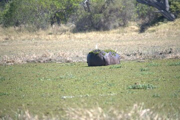 Hippopotamus in wild savanna , Animal of africa
