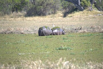 Hippopotamus in wild savanna , Animal of africa