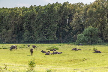 Buffalo herd resting on sunny pasture