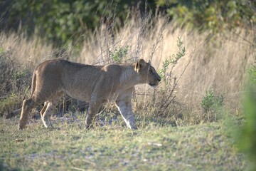Lion in wild savanna , Animal of africa 