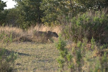 Lion in wild savanna , Animal of africa 