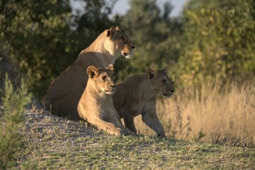 Lion in wild savanna , Animal of africa 