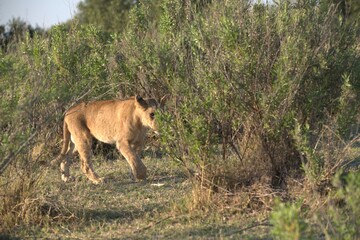 Lion in wild savanna , Animal of africa 