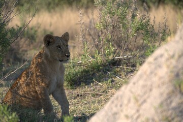 Lion in wild savanna , Animal of africa 