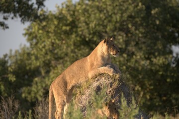 Lion in wild savanna , Animal of africa 