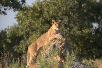 Lion in wild savanna , Animal of africa 
