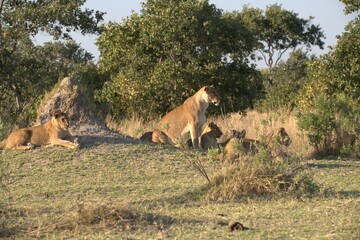 Lion in wild savanna , Animal of africa 