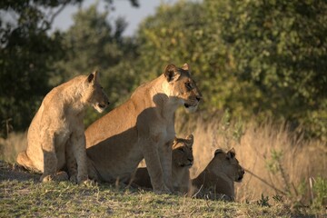 Lion in wild savanna , Animal of africa 