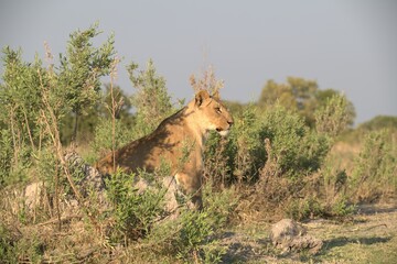 Lion in wild savanna , Animal of africa 