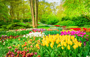 Colorful growing and blooming tulips flowerbed in spring formal garden