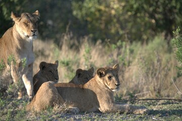 Lion in wild savanna , Animal of africa 