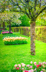 Colorful growing and blooming tulips flowerbed in spring formal garden