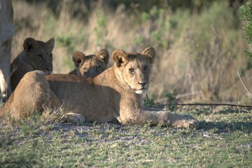 Lion in wild savanna , Animal of africa 