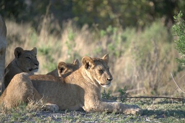 Lion in wild savanna , Animal of africa 