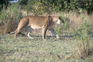 Lion in wild savanna , Animal of africa 