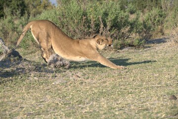 Naklejka premium Lion in wild savanna , Animal of africa 