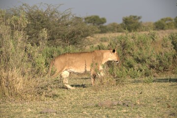 Lion in wild savanna , Animal of africa 