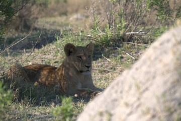 Lion in wild savanna , Animal of africa 