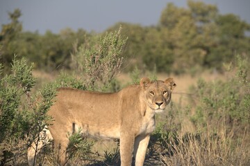 Lion in wild savanna , Animal of africa 
