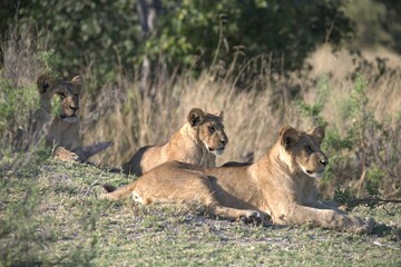 Lion in wild savanna , Animal of africa 